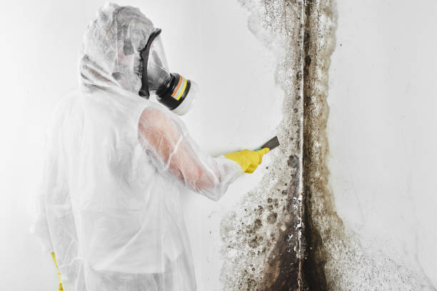 Best Basement Mold Remediation in Hillburn, NY