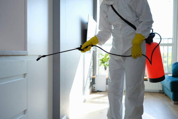Best White Mold Remediation in Hillburn, NY