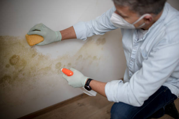 Best Residential Mold Remediation in Hillburn, NY